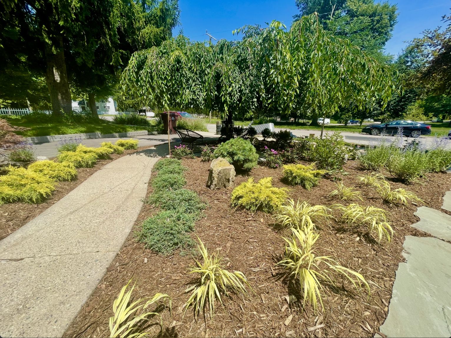 Curving walkway edged with golden juniper and variegated Japanese forest grass, Ann Arbor