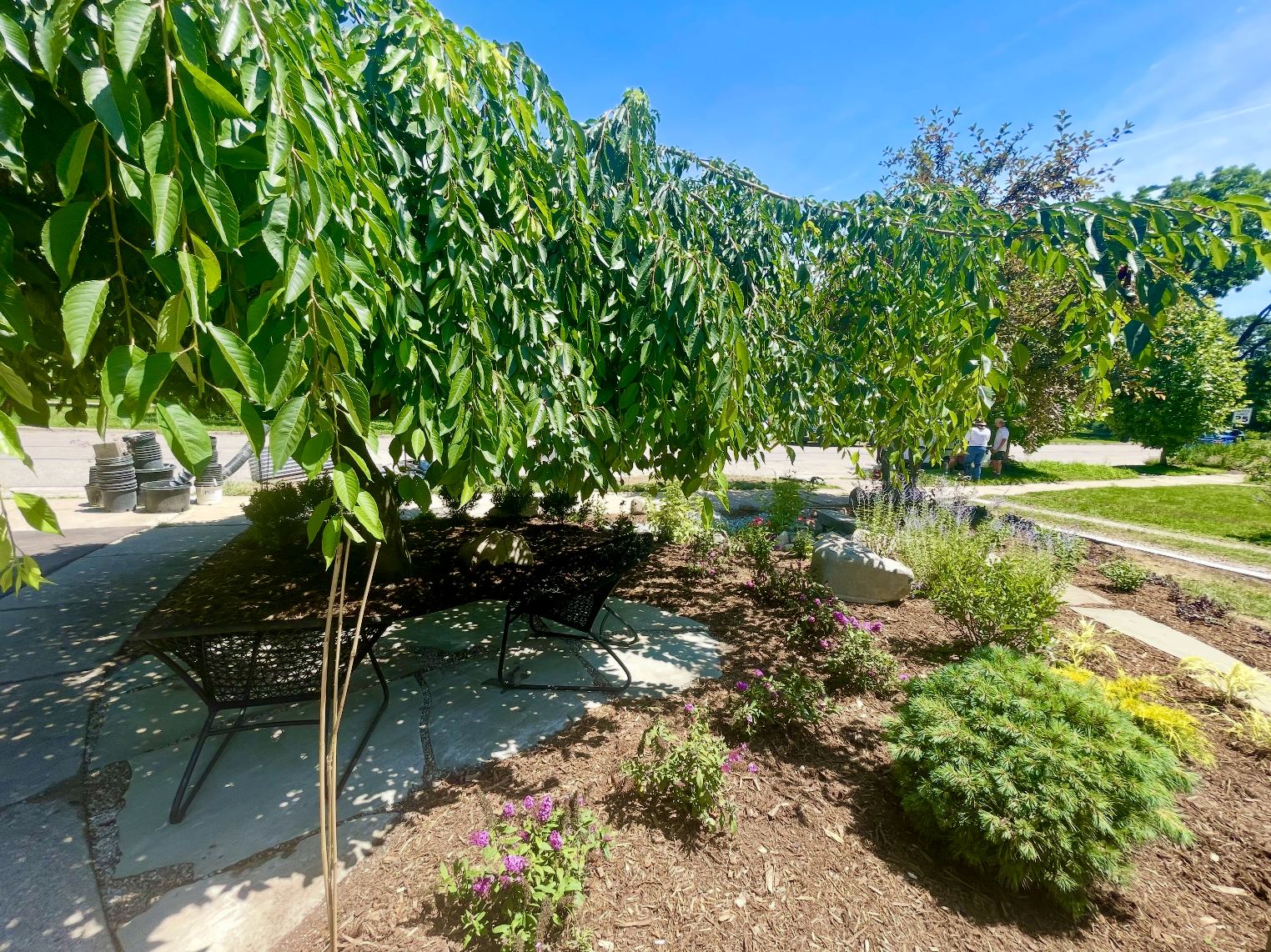 Weeping cherry shading a flagstone seating area in an Ann Arbor front garden