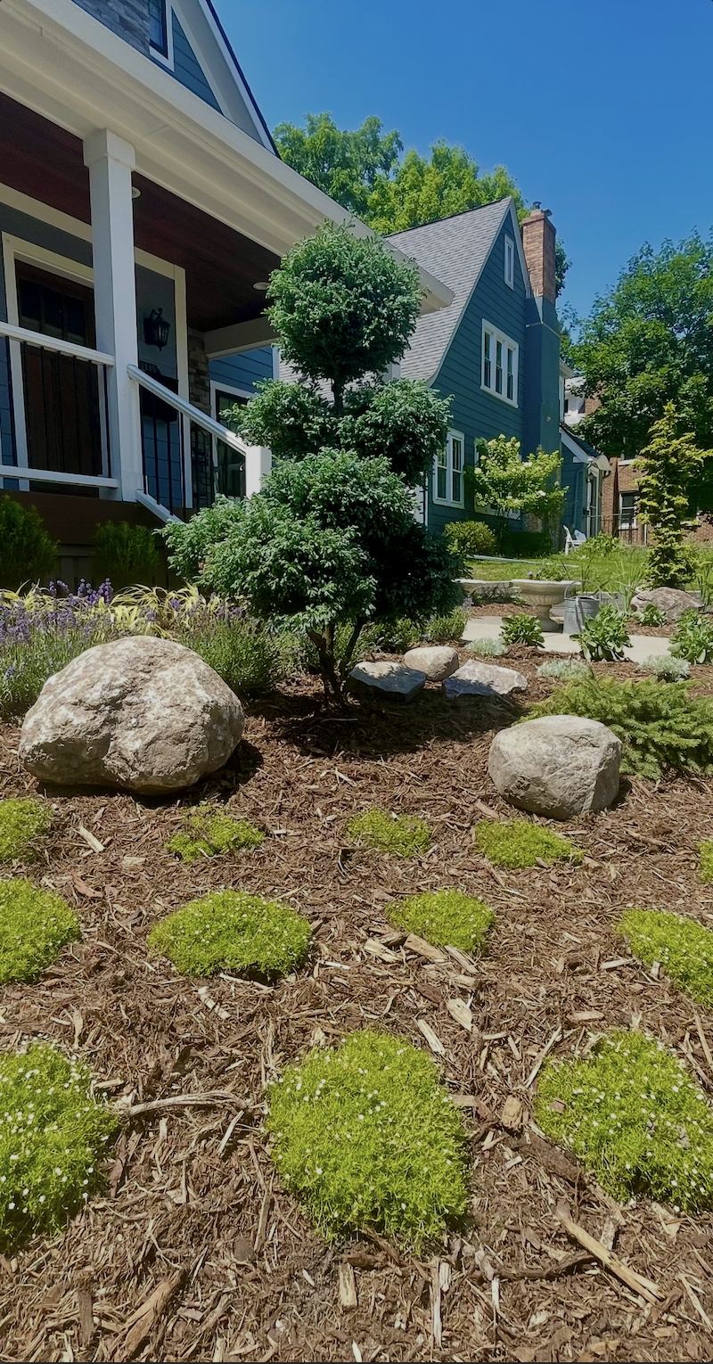 Cloud-pruned conifer with moss patches and fieldstone boulders, Japanese-influenced front garden in Ann Arbor