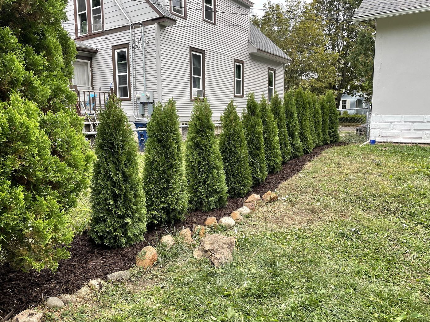 Yard after natural screen planting installed