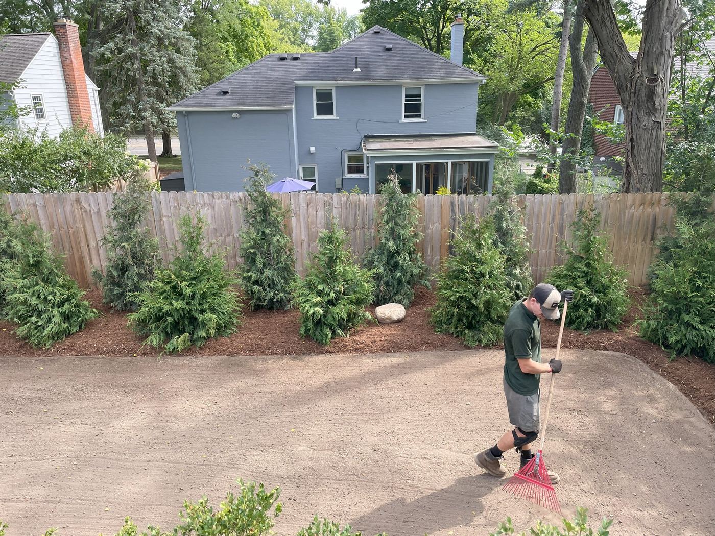 Mature arborvitae privacy screen along property line
