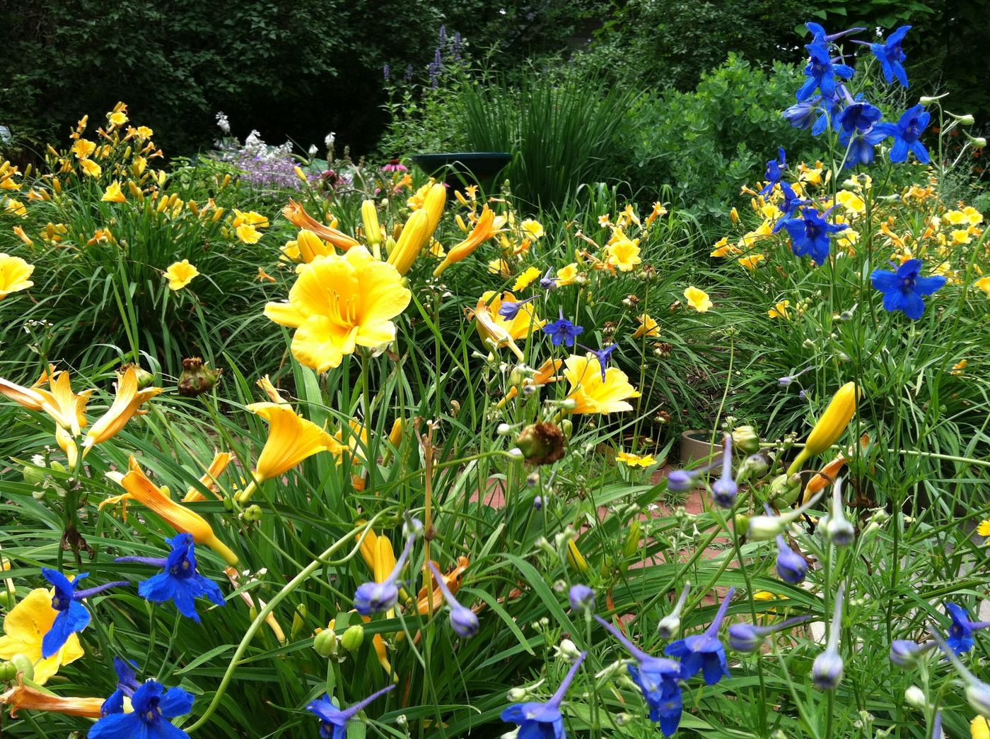 Butterfly garden flowering border