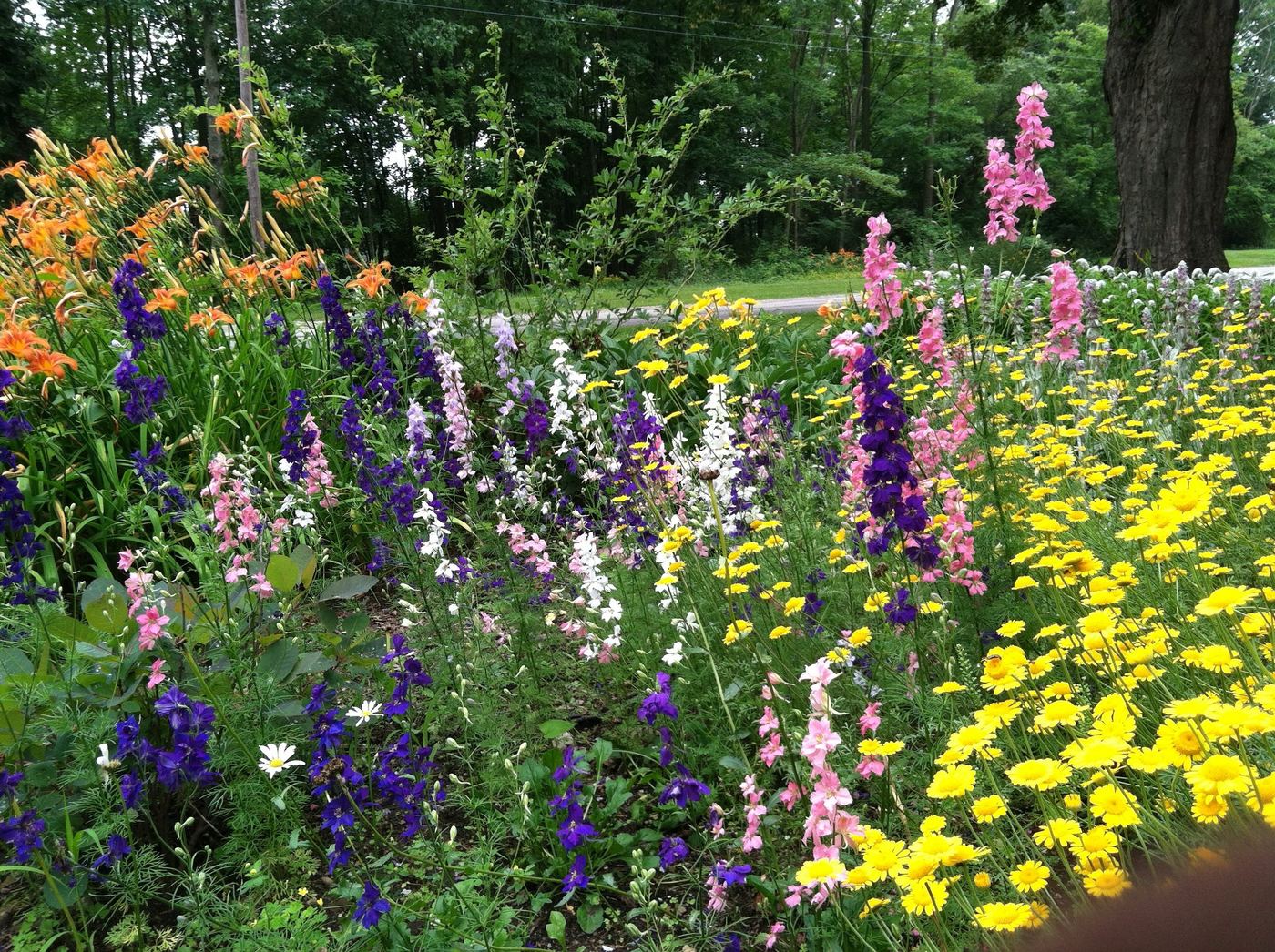 Cottage garden color combination