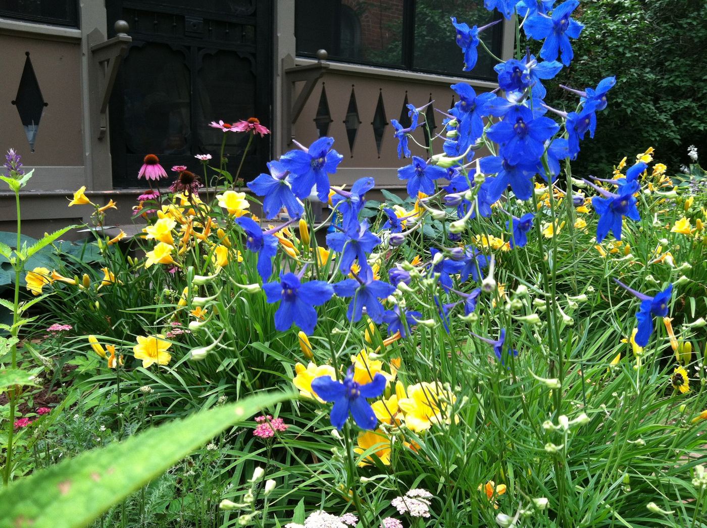 Cottage garden delphinium and daylily border