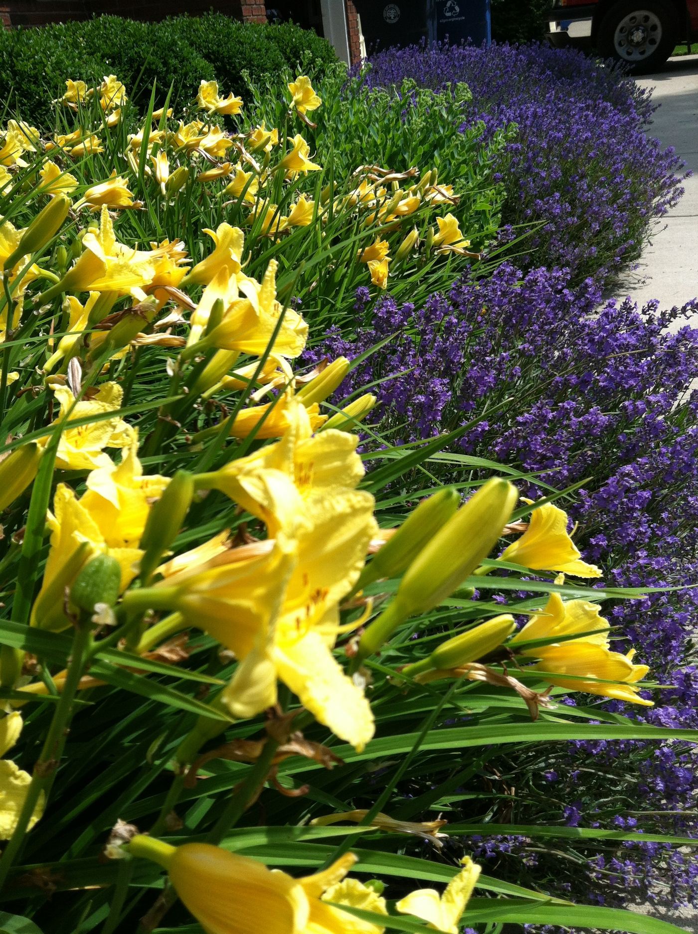 Cottage garden mixed perennial bed