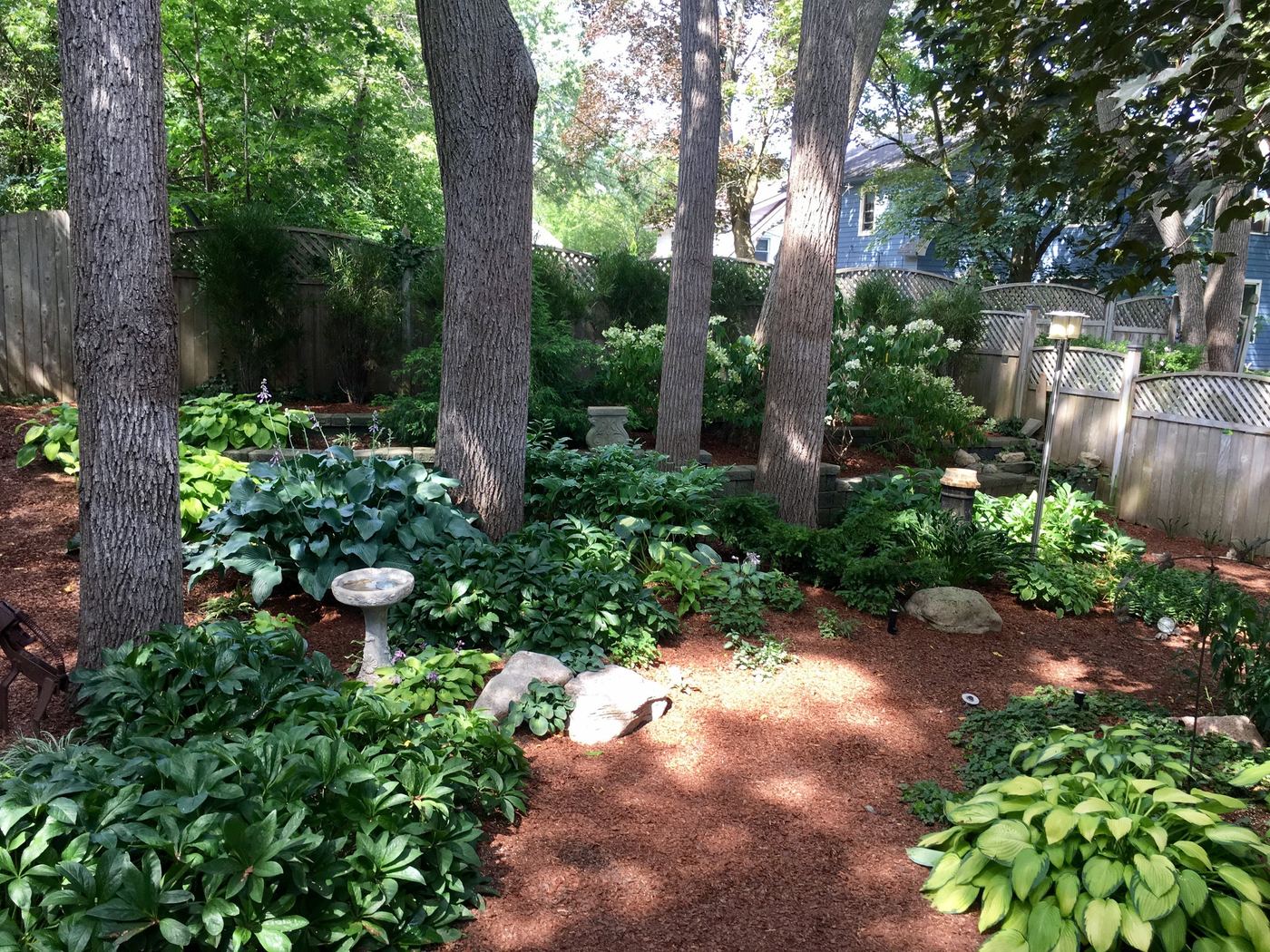 Deep woodland garden bed maintained beneath mature trees