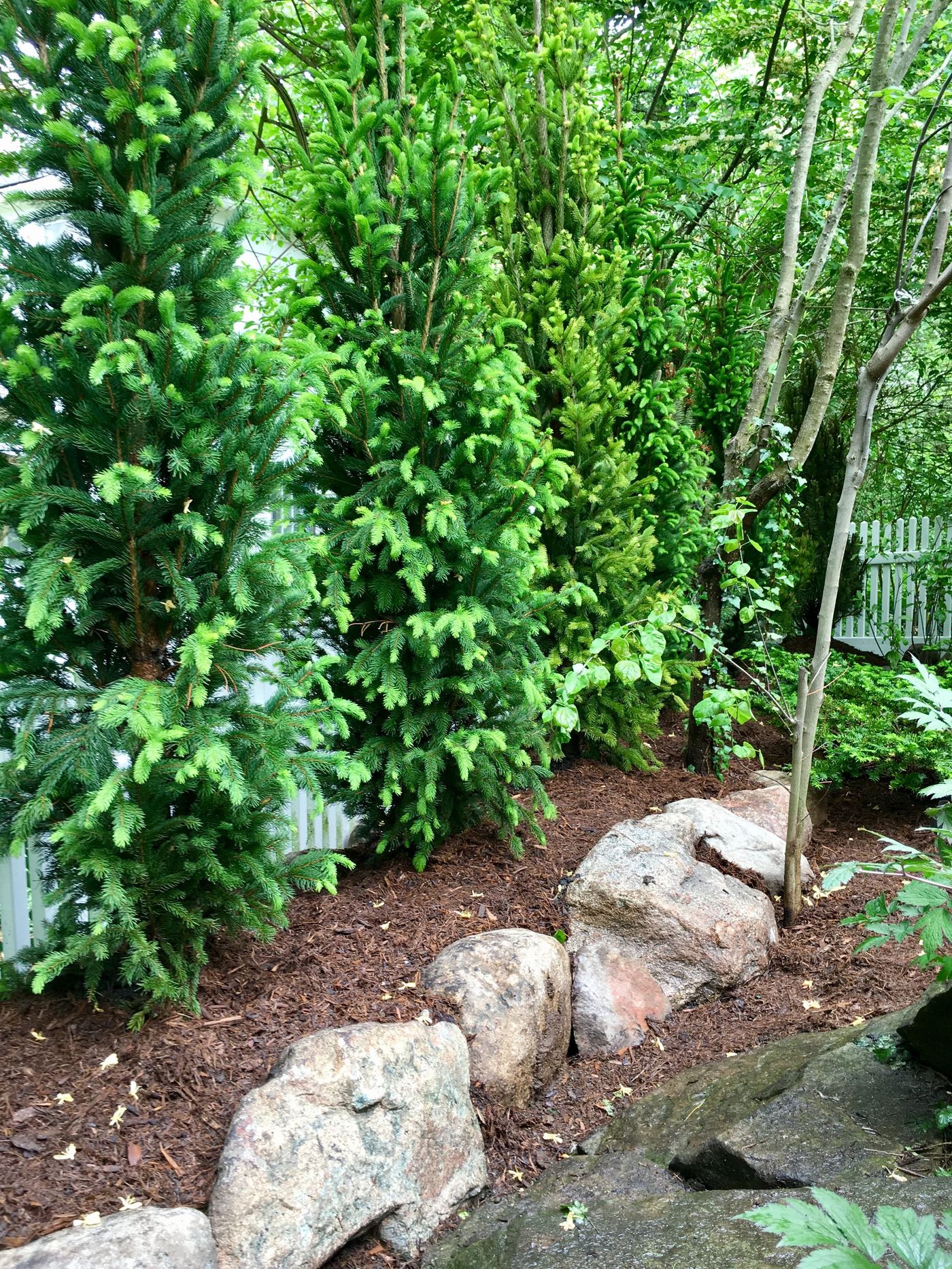 Freshly mulched evergreen privacy screen planting