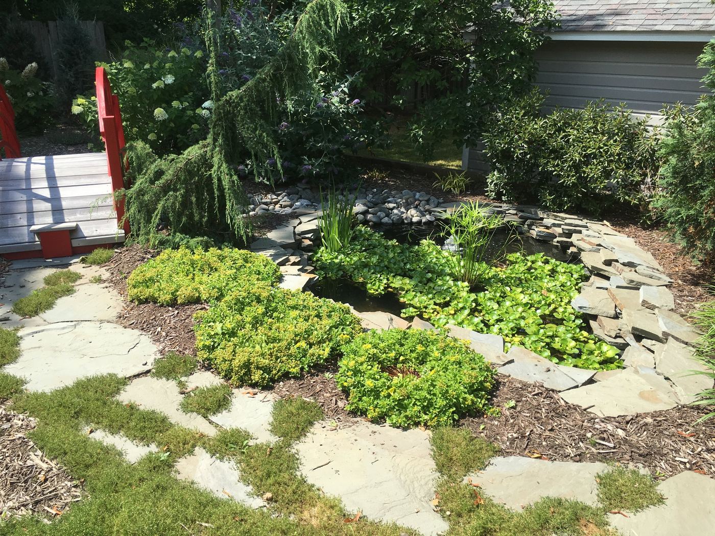 Japanese garden pruned planting