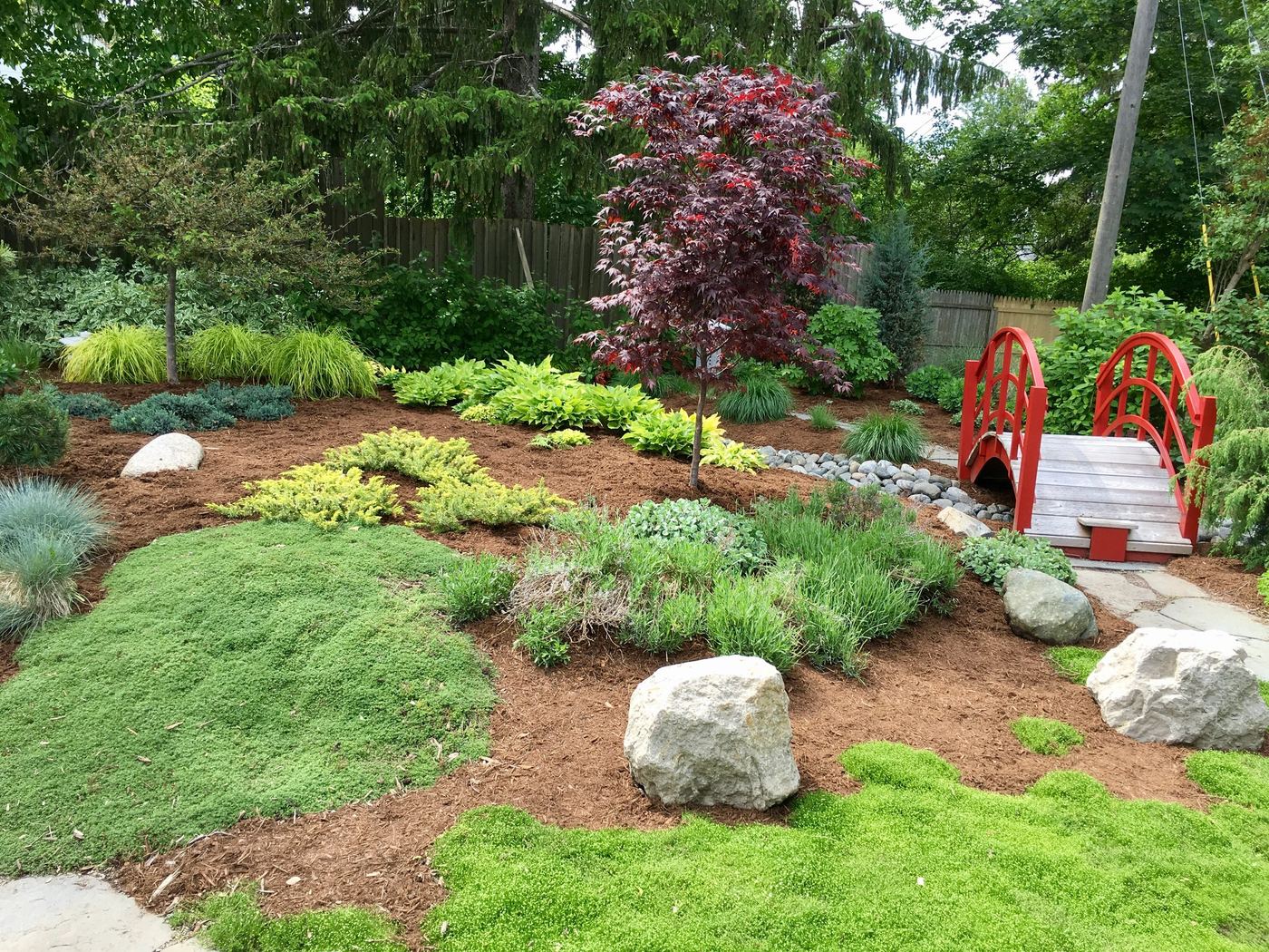 Japanese garden red bridge and maple, wide view