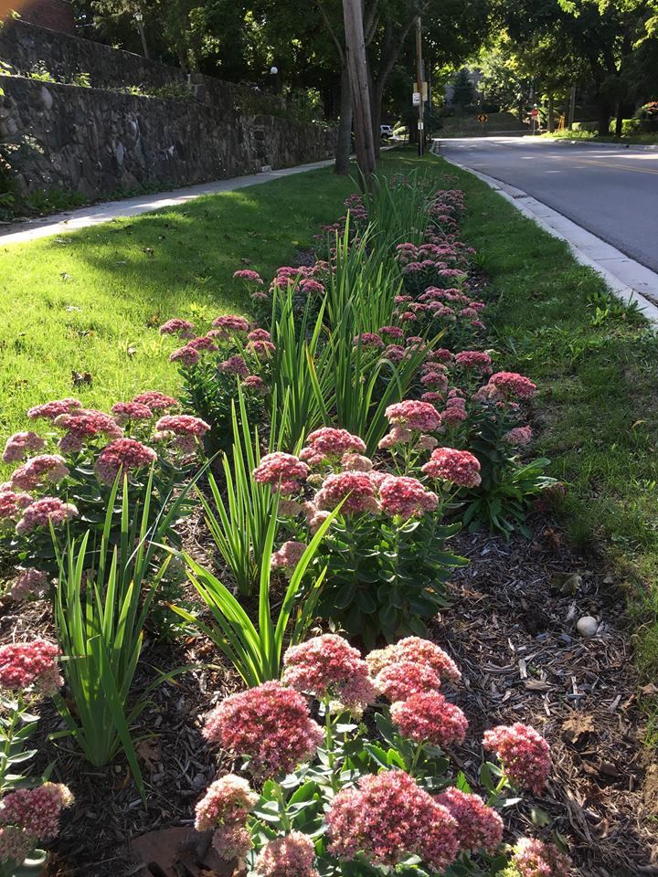 Rain garden full bloom along roadside