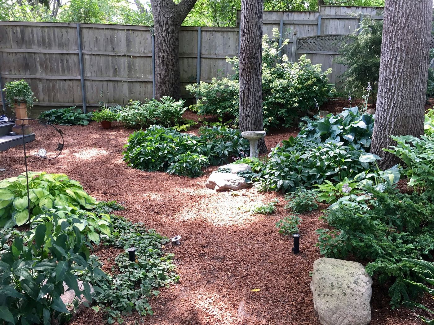 Maintained woodland garden with mulched paths and hostas