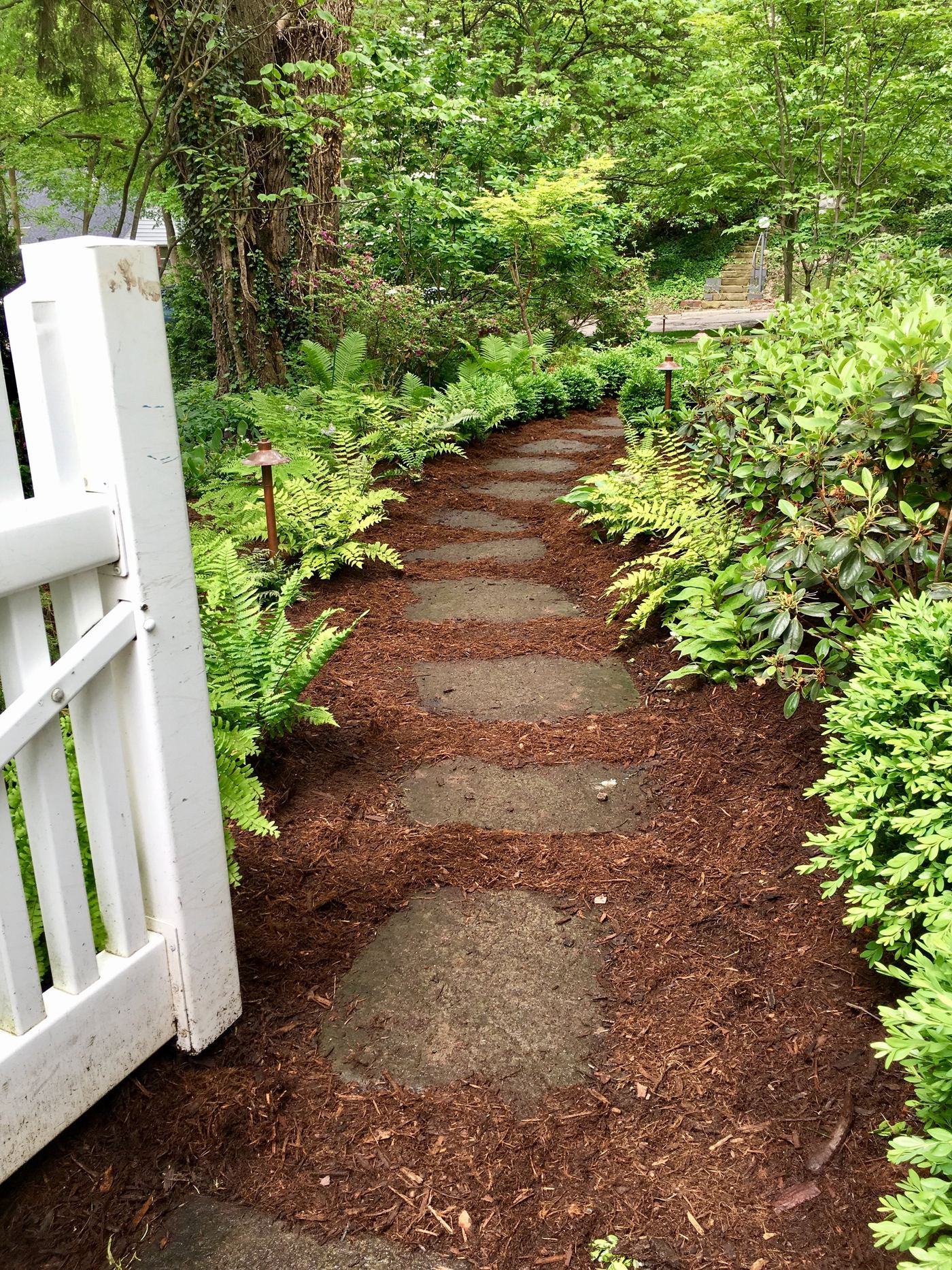 Mulched stepping-stone path through ferns and shrubs