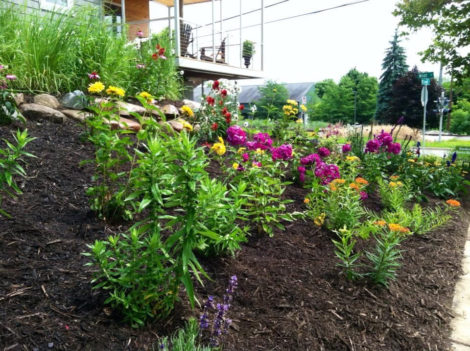Native plant garden in bloom