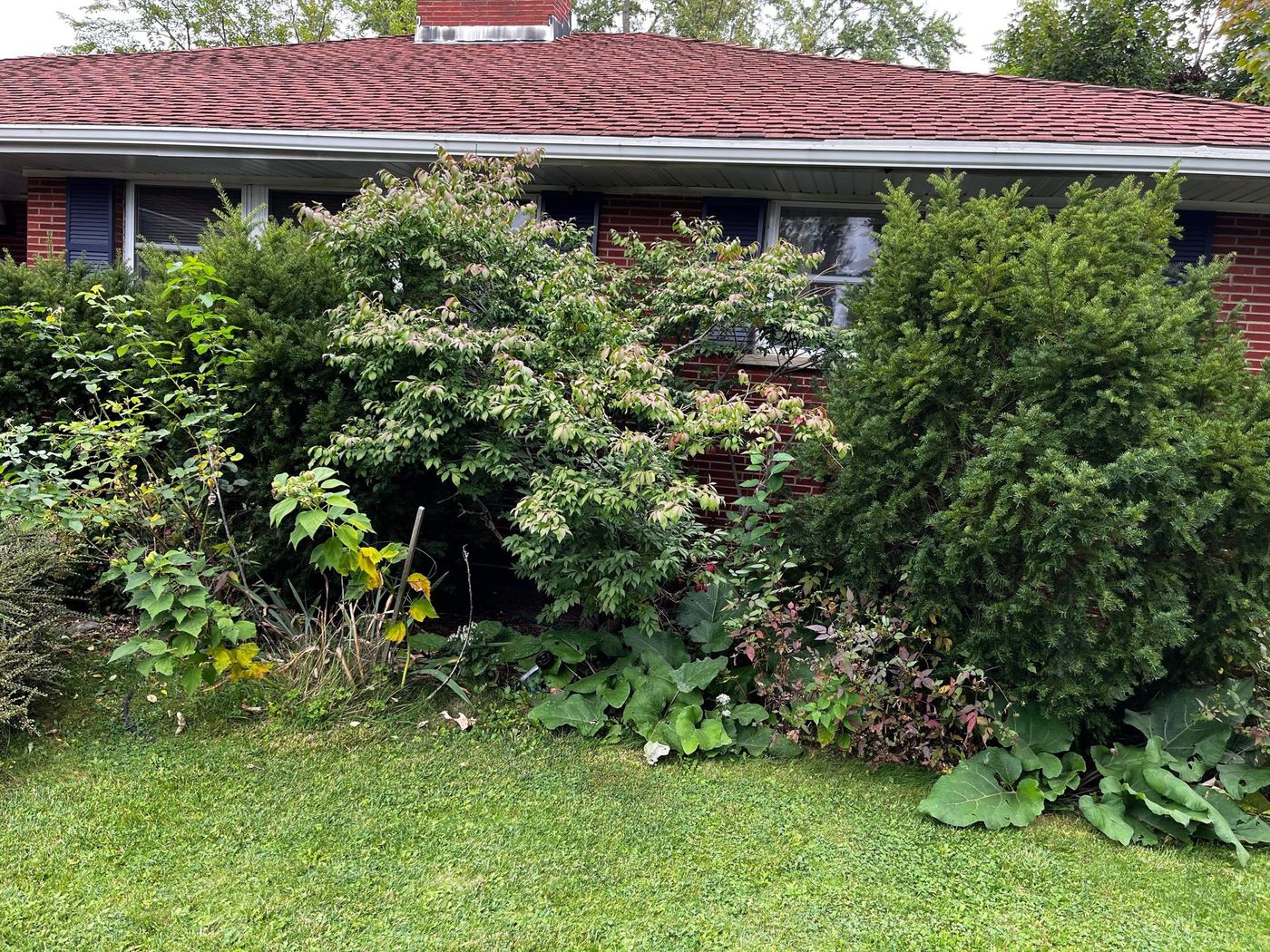 Overgrown front bed before garden makeover