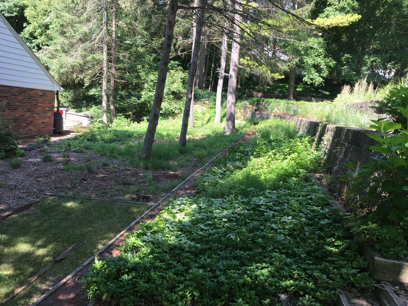 Overgrown retaining wall bed before cleanup