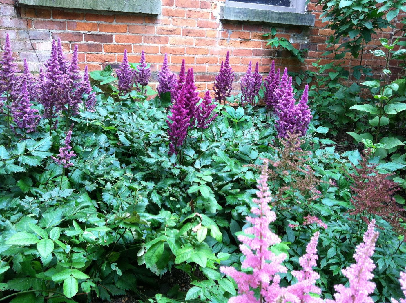 Pollinator-friendly garden planting