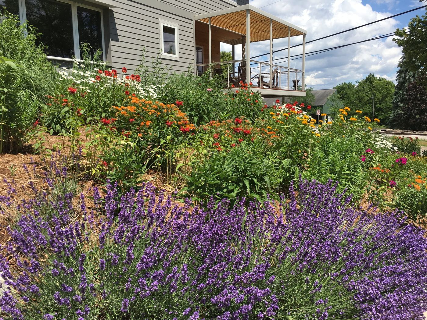 Prairie garden two years after planting, fully matured