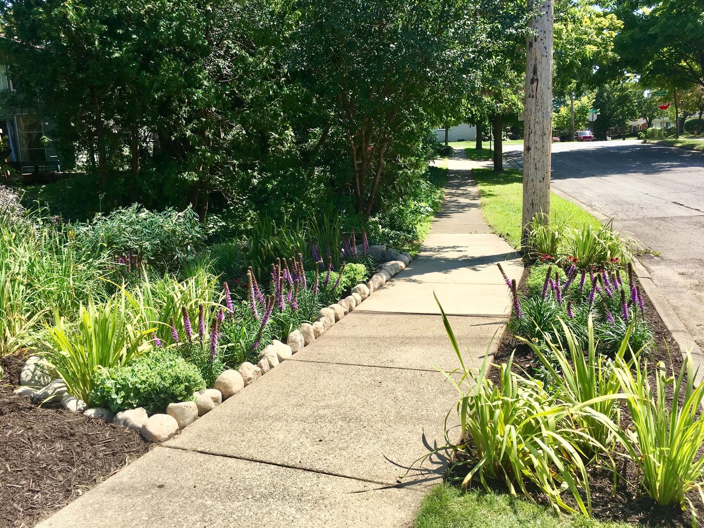 Mature streetside rain garden along sidewalk