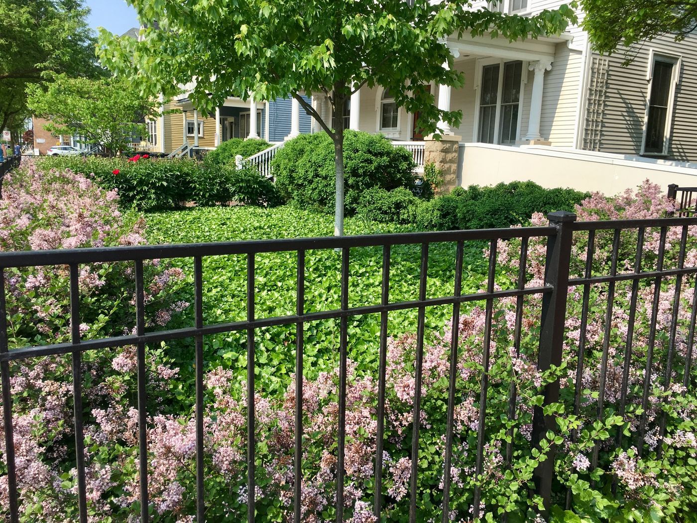 Manicured garden border