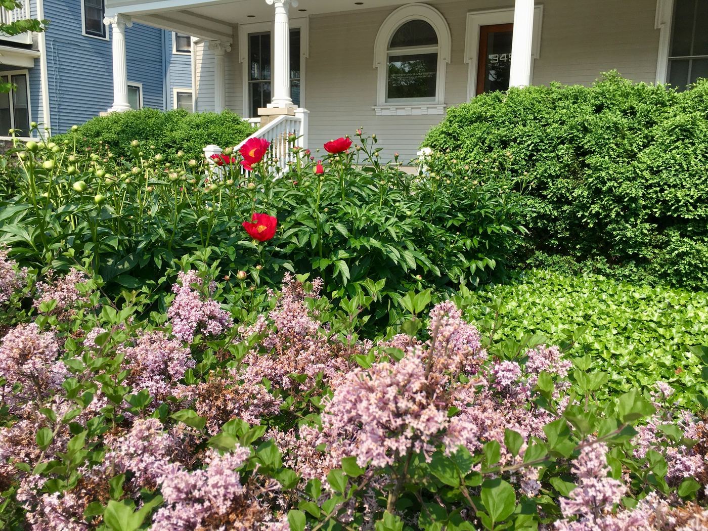 Modern landscape planting