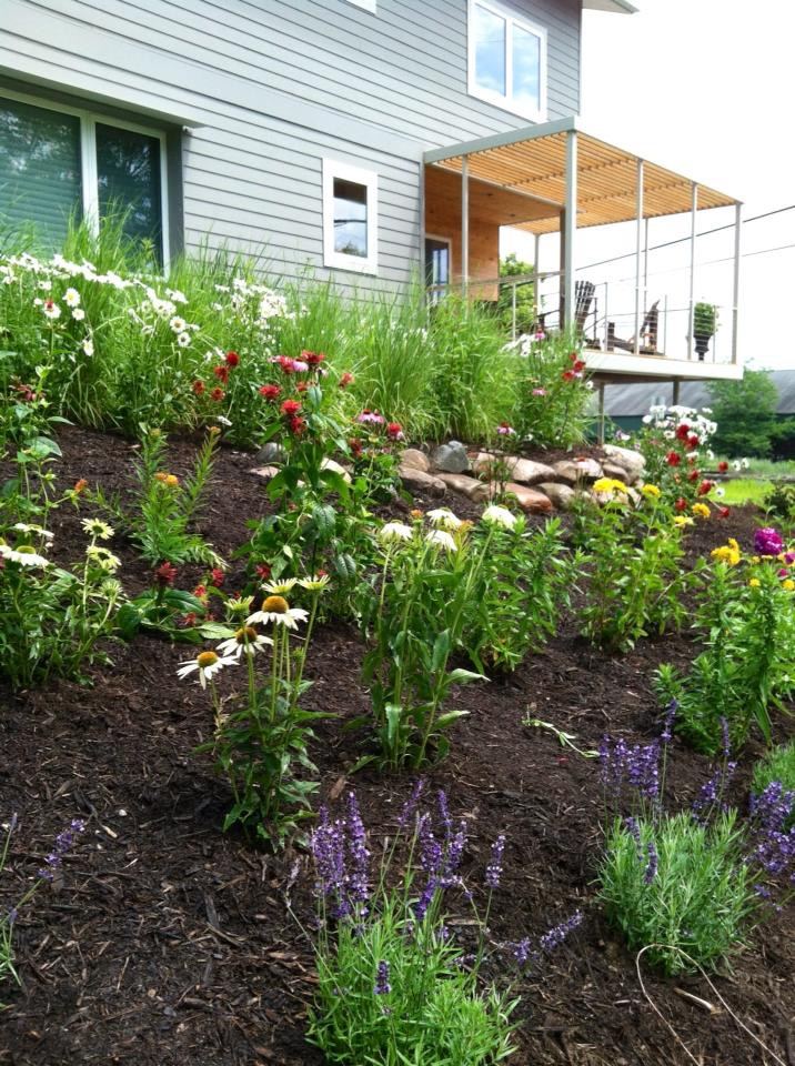 Urban prairie border in full bloom beside modern home