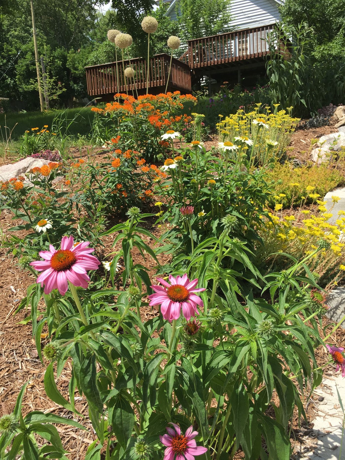 Urban prairie established garden