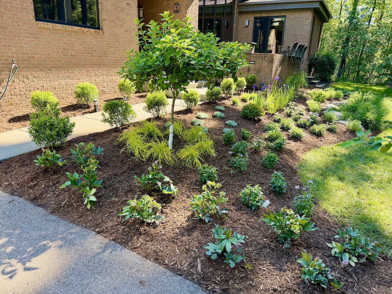 Front bed with boxwood spheres, Japanese forest grass, and hellebores