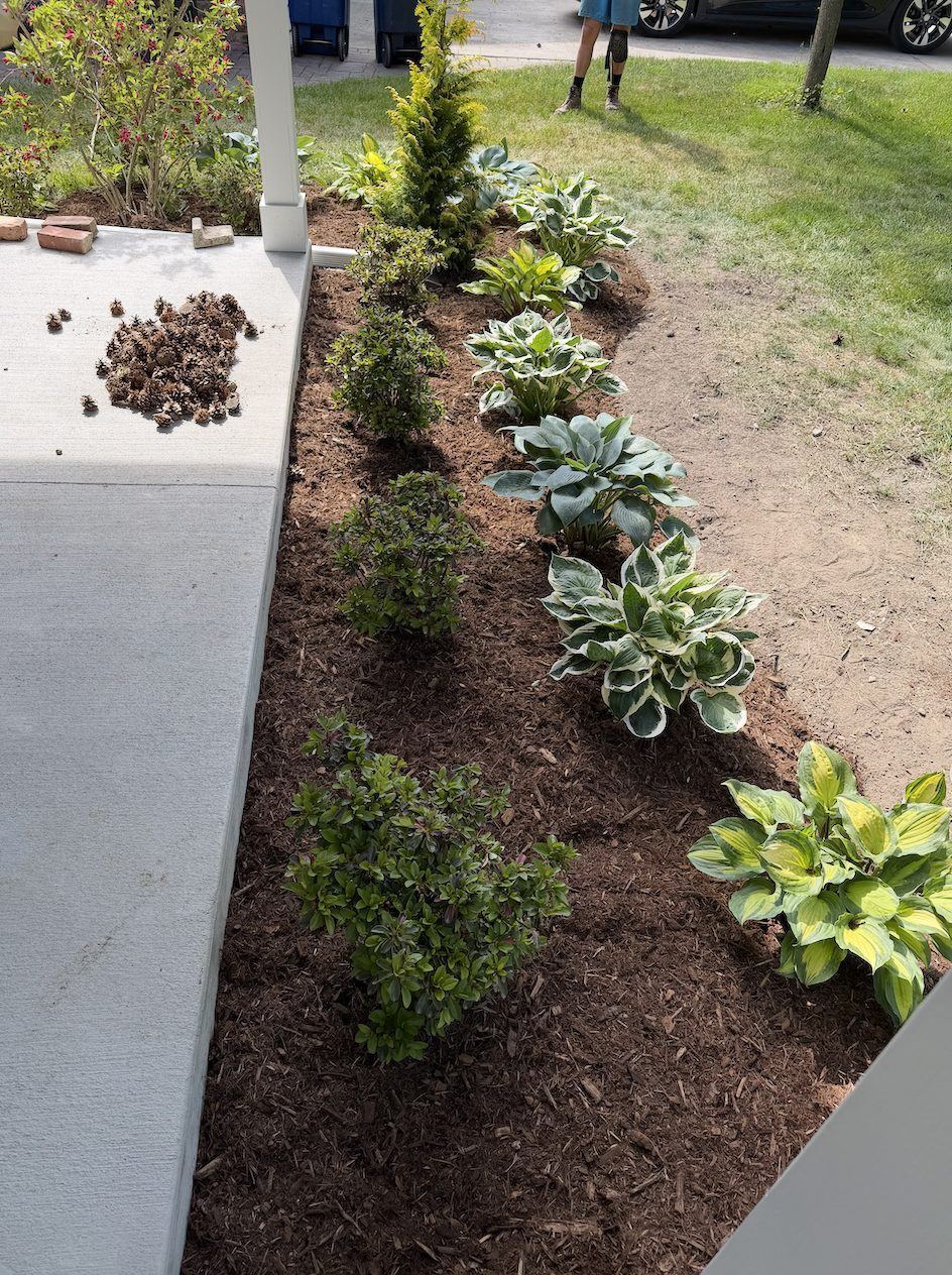 Freshly planted and mulched hosta and evergreen bed along a front porch